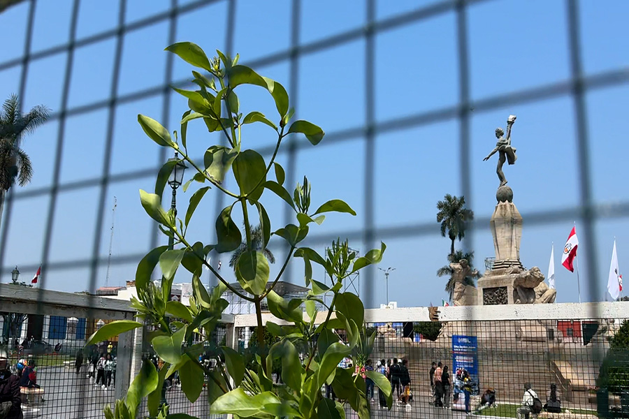 Trujillo busca revalorar el árbol de la quina estableciendo un récord